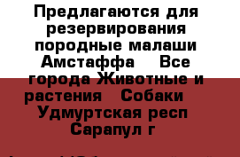 Предлагаются для резервирования породные малаши Амстаффа  - Все города Животные и растения » Собаки   . Удмуртская респ.,Сарапул г.